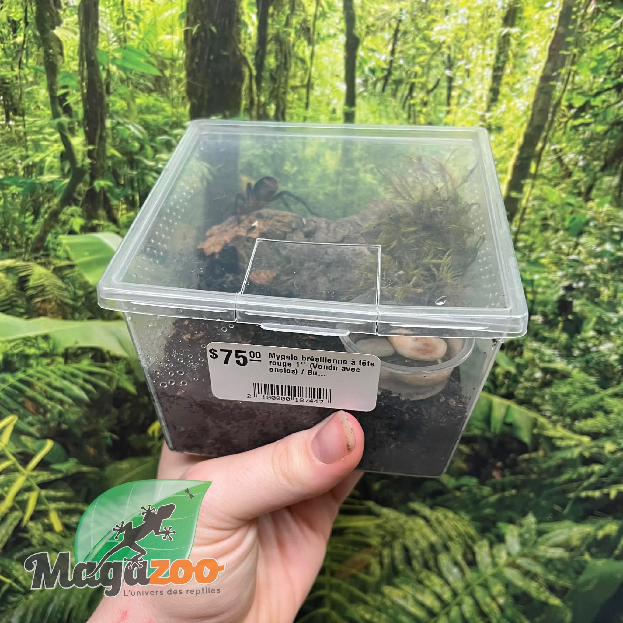 Magazoo Brazilian Redhead Tarantula 1'' (Sold with enclosure) / Bumba horrida