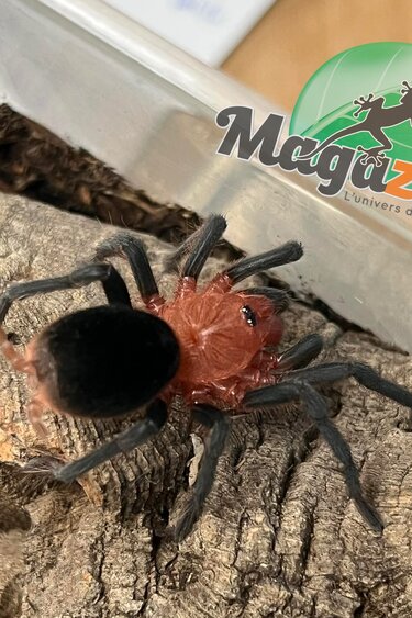 Magazoo Mygale brésilienne à tête rouge 1'' (Vendu avec enclos) / Bumba horrida