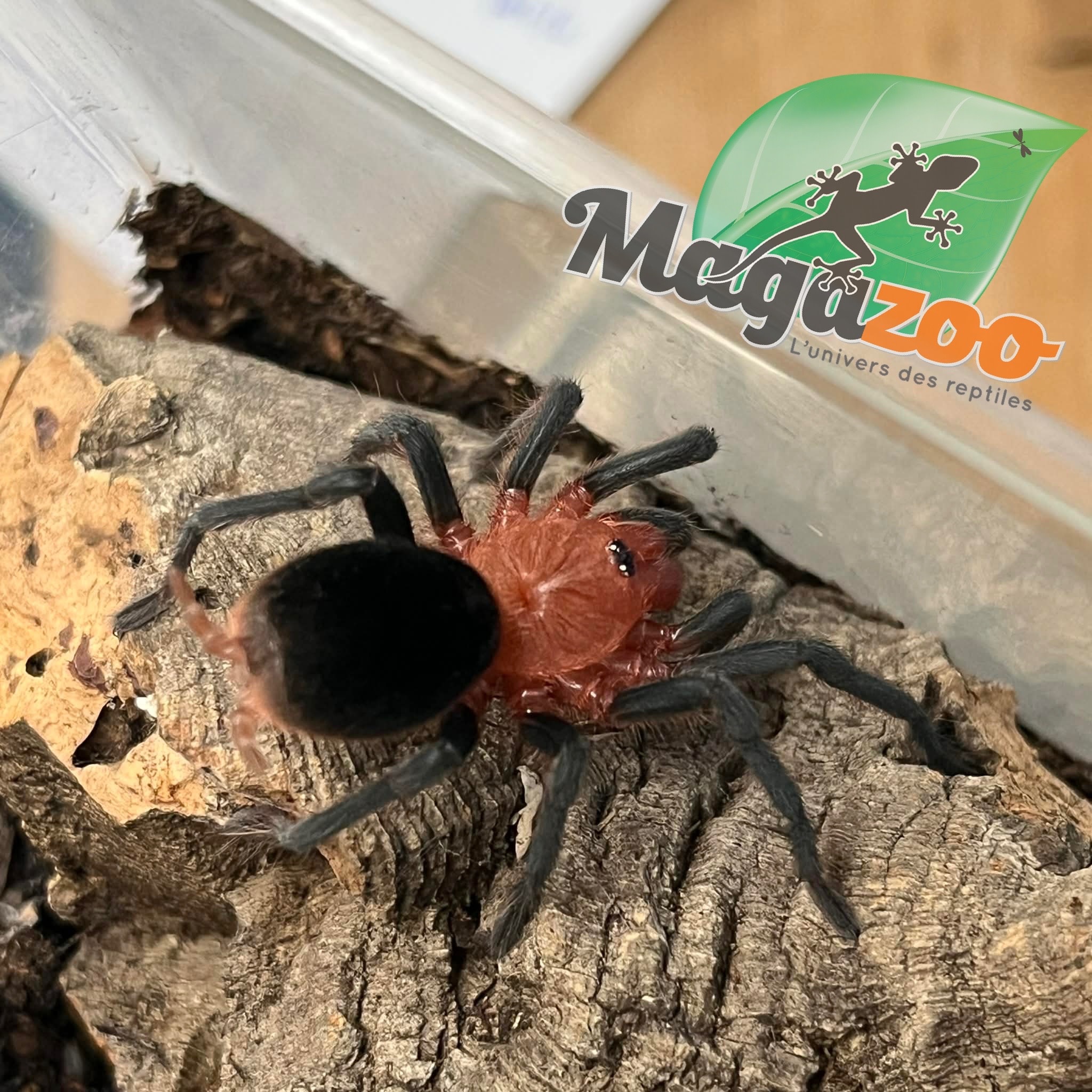 Magazoo Mygale brésilienne à tête rouge 1'' (Vendu avec enclos) / Bumba horrida
