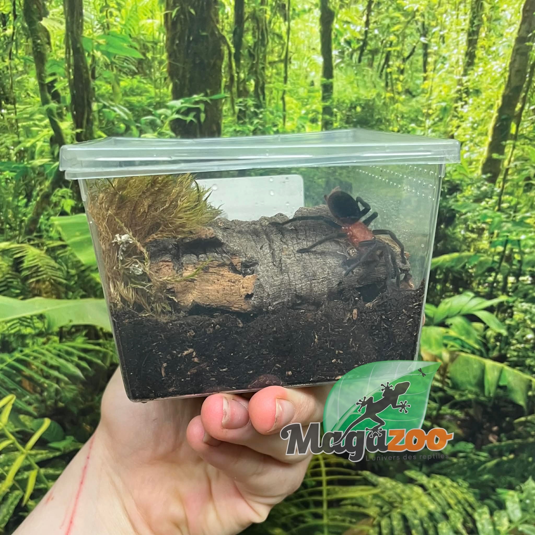 Magazoo Brazilian Redhead Tarantula 1'' (Sold with enclosure) / Bumba horrida