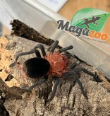 Magazoo Brazilian Redhead Tarantula 1'' (Sold with enclosure) / Bumba horrida