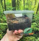 Magazoo Brazilian Redhead Tarantula 1'' (Sold with enclosure) / Bumba horrida