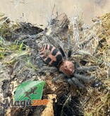 Magazoo Mygale ''tiger rump'' du Guatemala (1.5'') Vendu avec enclos/ Davus pentaloris