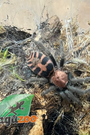 Magazoo Mygale ''tiger rump'' du Guatemala (1.5'') Vendu avec enclos/ Davus pentaloris