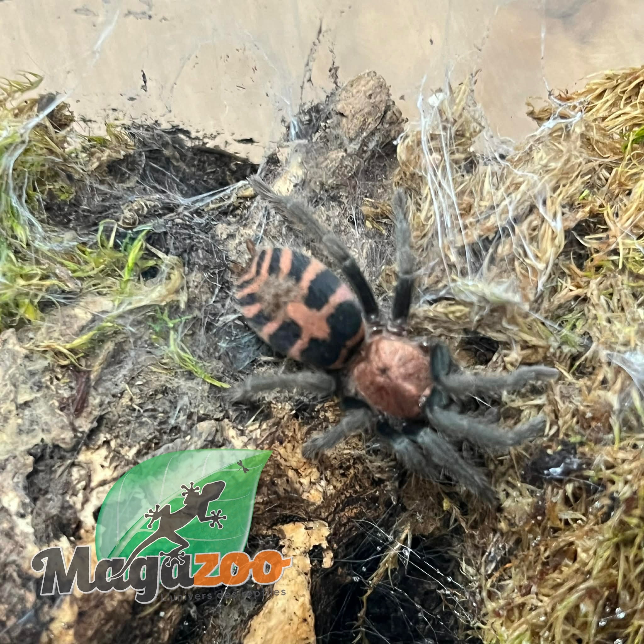 Magazoo Guatemalan tiger rump tarantula (1.5'') Sold with enclosure/ Davus pentaloris