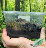 Magazoo Guatemalan tiger rump tarantula (1.5'') Sold with enclosure/ Davus pentaloris