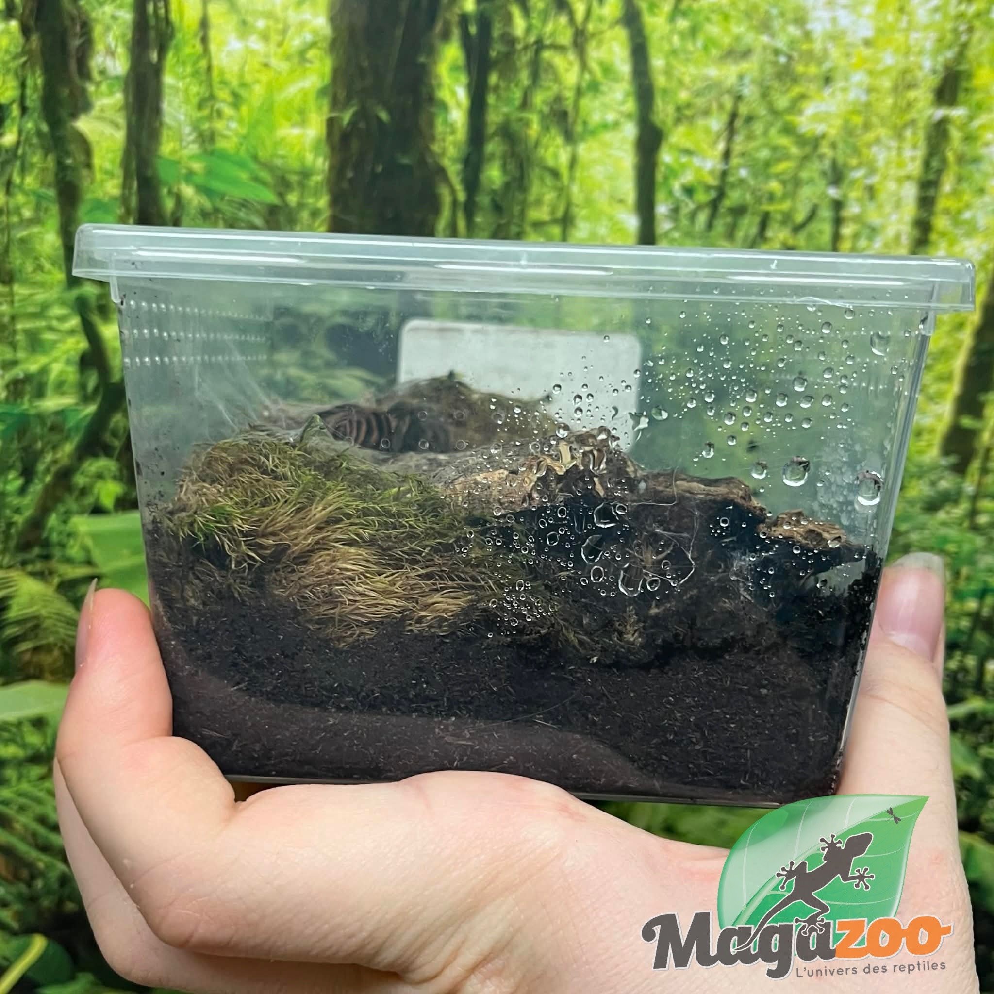 Magazoo Guatemalan tiger rump tarantula (1.5'') Sold with enclosure/ Davus pentaloris