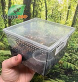 Magazoo Guatemalan tiger rump tarantula (1.5'') Sold with enclosure/ Davus pentaloris
