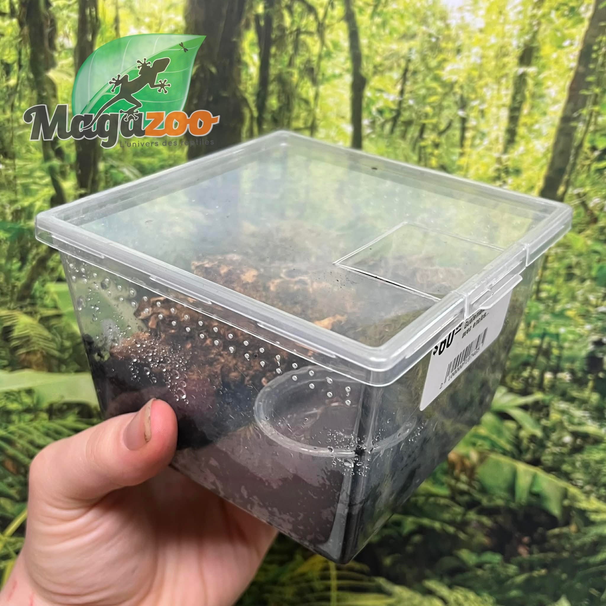 Magazoo Guatemalan tiger rump tarantula (1.5'') Sold with enclosure/ Davus pentaloris