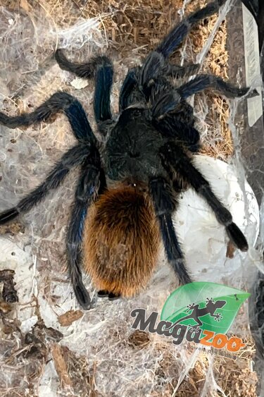 Magazoo Mygale Green Bottle Blue (Femelle 4'') (Vendu avec enclos 12X12X12") / Chromatopelma cyaneopubescens