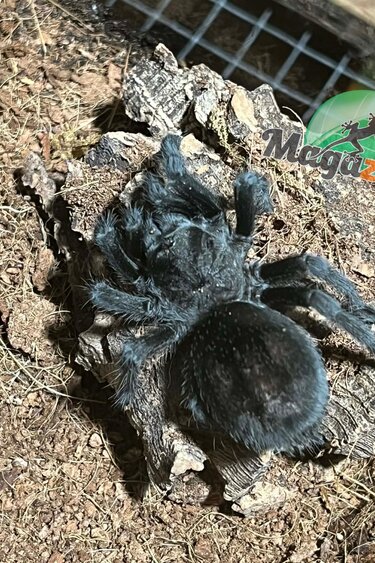 Magazoo Mygale noire du Brésil (Femelle 2.5'')/Grammostola pulchra