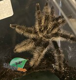 Magazoo Mygale frisée (4.5'')/Tlitocatl albopilosus