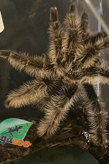 Magazoo Curly hair tarantula (4.5'')/Tlitocatl albopilosus