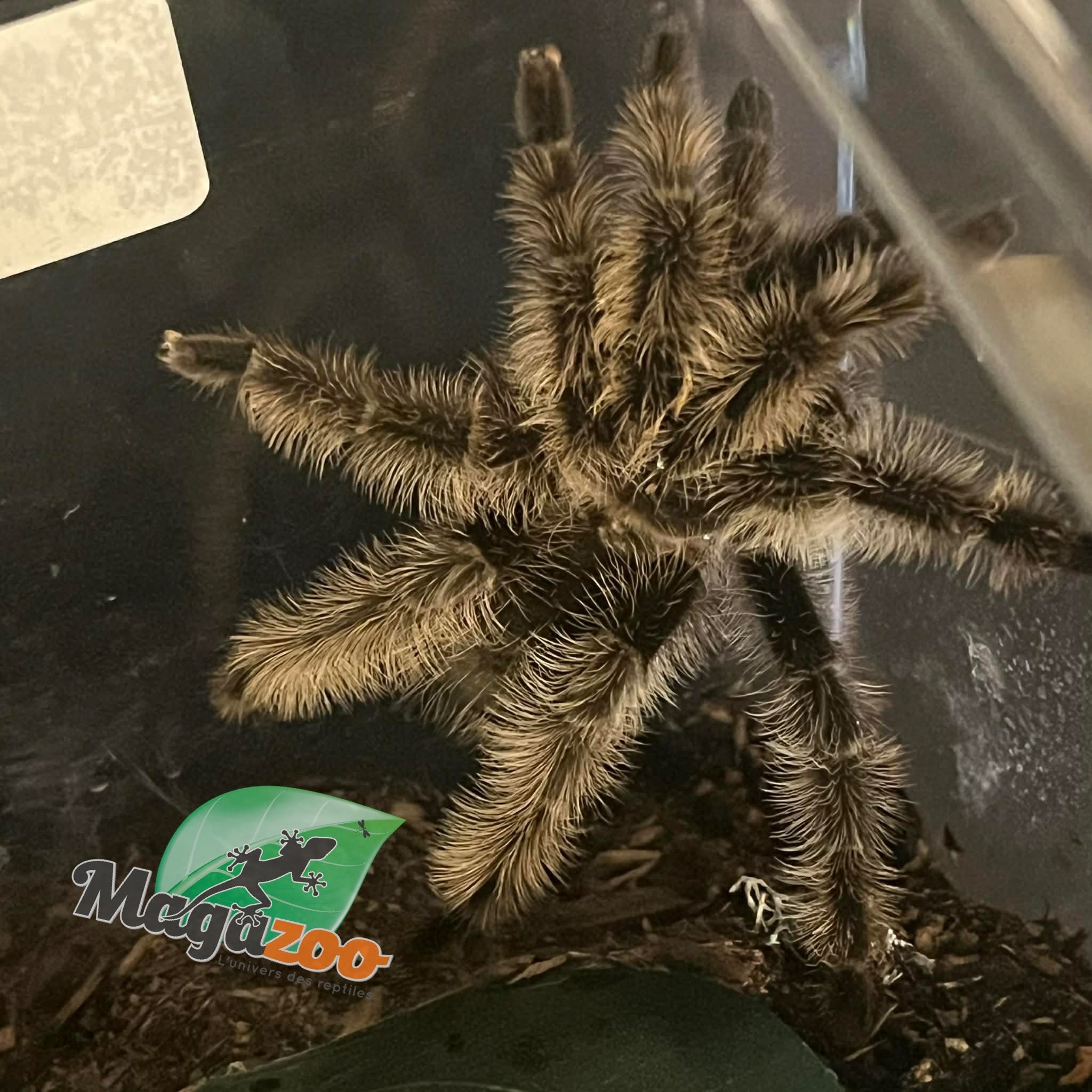 Magazoo Mygale frisée (4.5'')/Tlitocatl albopilosus