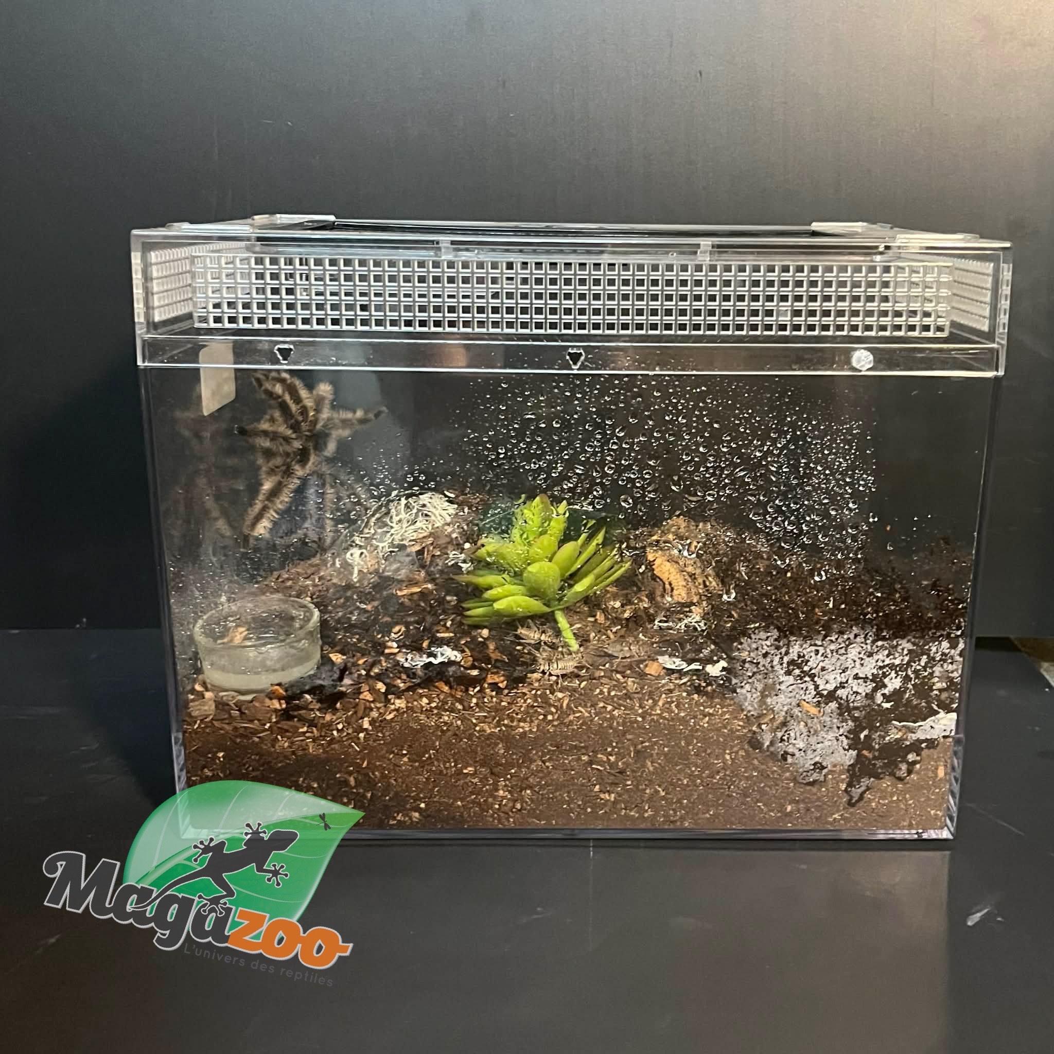 Magazoo Curly hair tarantula (4.5'')/Tlitocatl albopilosus