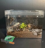 Magazoo Curly hair tarantula (4.5'')/Tlitocatl albopilosus