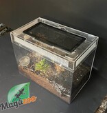 Magazoo Curly hair tarantula (4.5'')/Tlitocatl albopilosus