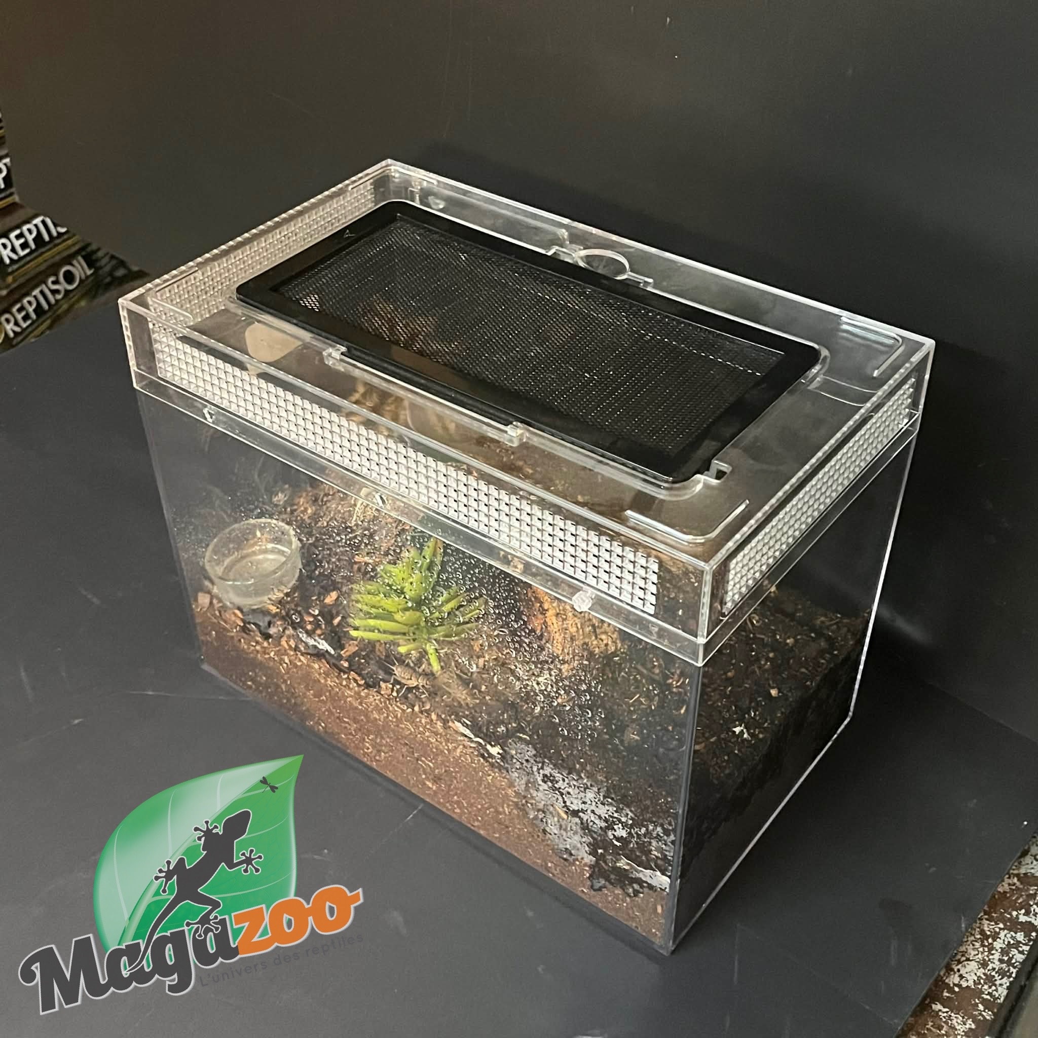 Magazoo Mygale frisée (4.5'')/Tlitocatl albopilosus