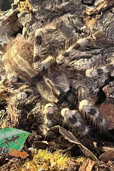 Magazoo Female Salem ornemental tarantula (5'') Sold with enclosure 12X12X18"/ Poecilotheria formosa