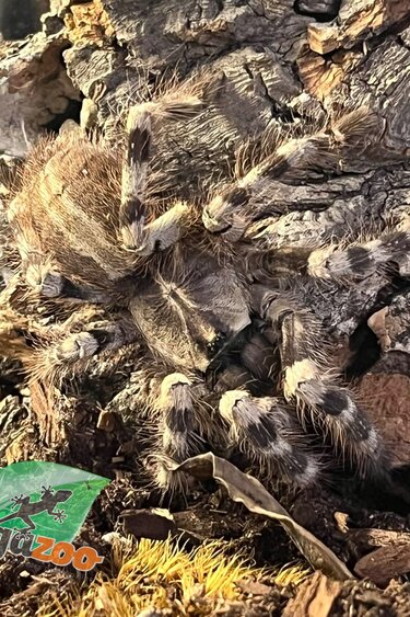 Magazoo Mygale ornementale de Salem (Femelle 3.5'') Vendu avec enclos 8X8X12"/ Poecilotheria formosa