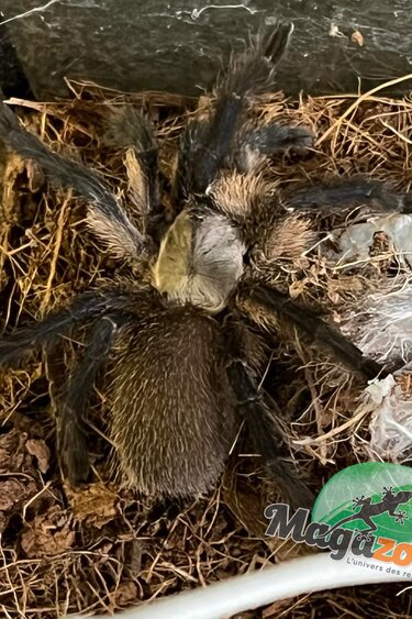 Magazoo Socotra island blue baboon tarantula 2'' (Sold with enclosure 10x10x10'')/Monocentropus balfouri