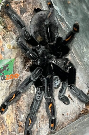 Magazoo Female Venezuelean Tiger (4'') Sold with terrarium 8X8X12''/ Psalmopoeus irminia