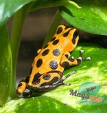 Magazoo Cemetery Bastimentos Orange Dart frog  /Oophaga pumilio