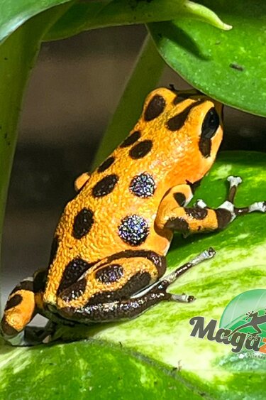 Magazoo Grenouille poison ''Cemetery Bastimentos orange'' /Oophaga pumilio