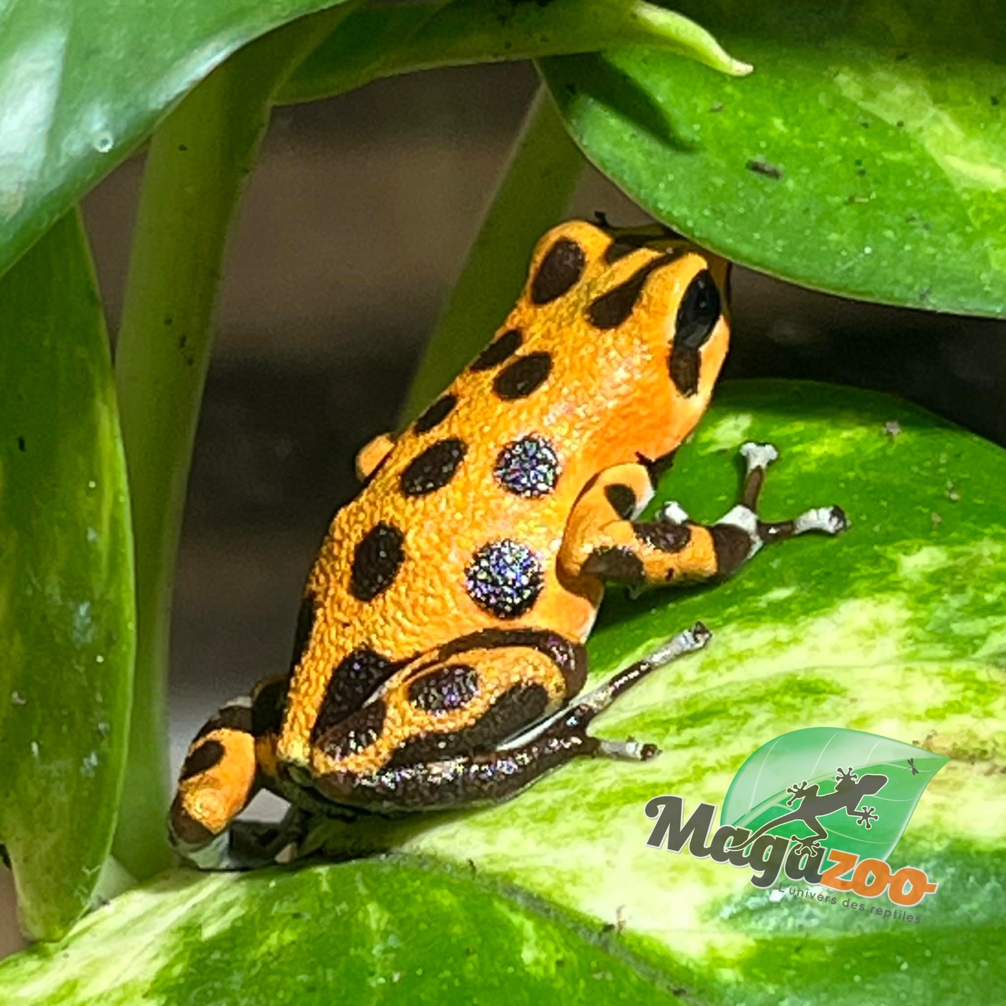 Magazoo Cemetery Bastimentos Orange Dart frog  /Oophaga pumilio