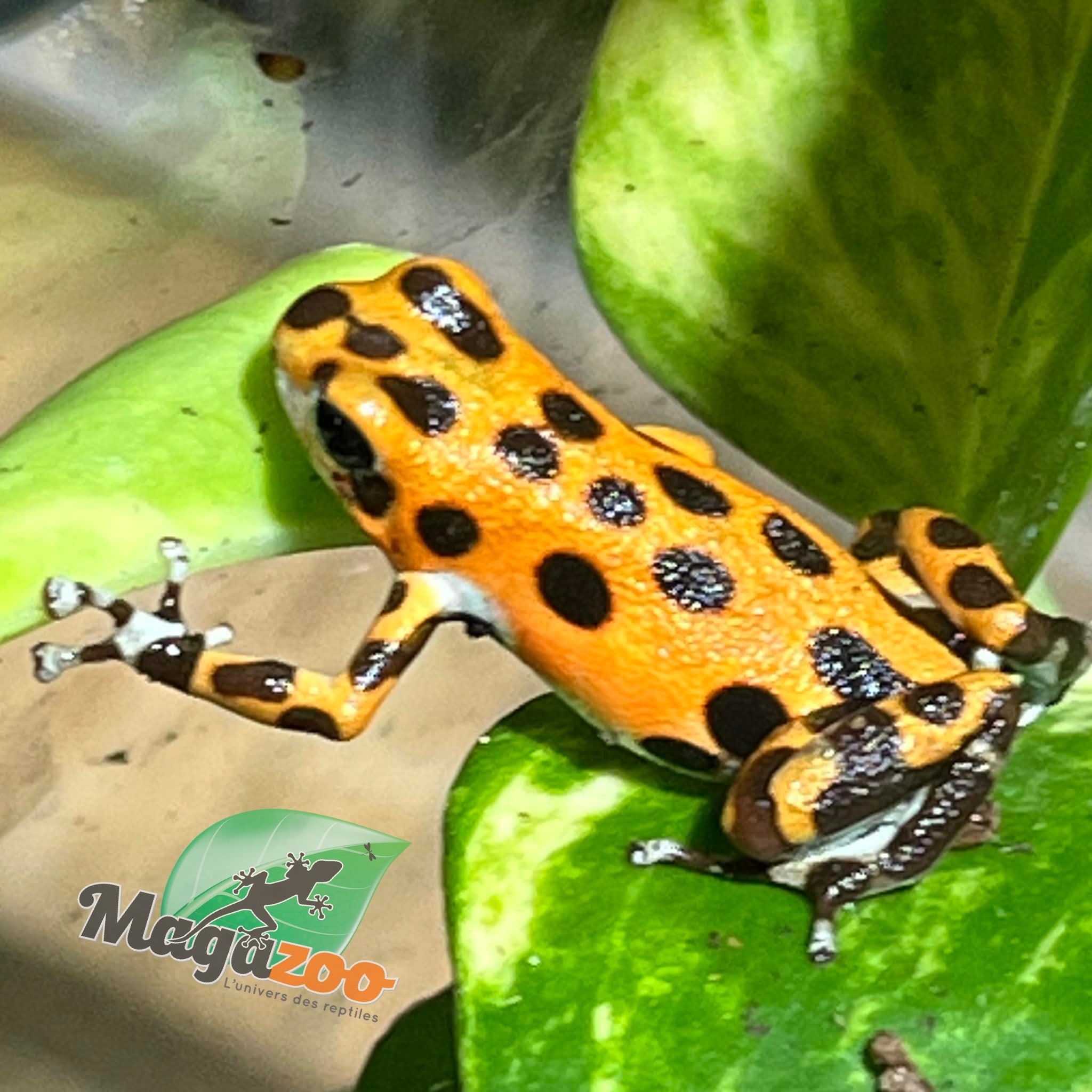 Magazoo Cemetery Bastimentos Orange Dart frog  /Oophaga pumilio