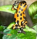 Magazoo Cemetery Bastimentos Orange Dart frog  /Oophaga pumilio