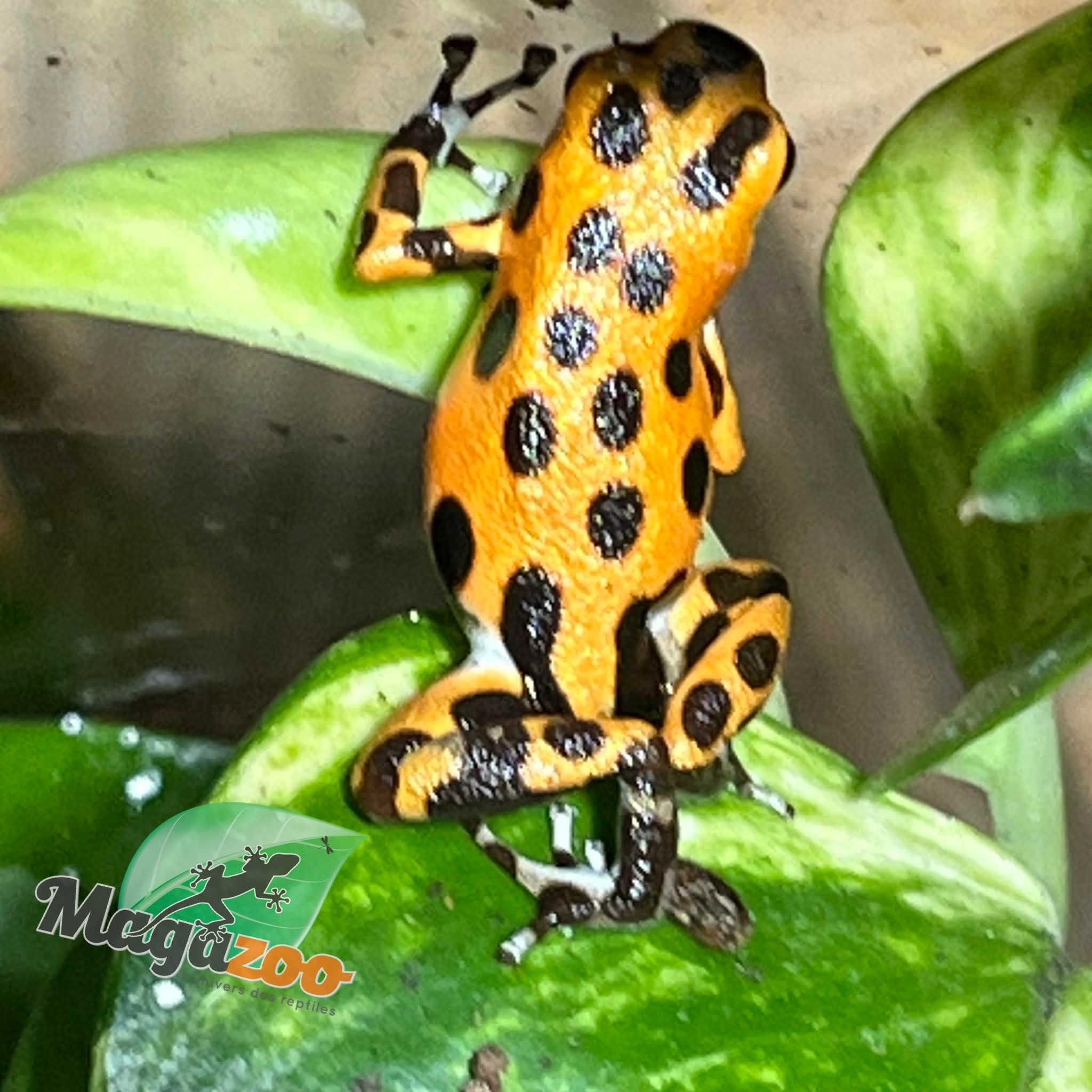 Magazoo Cemetery Bastimentos Orange Dart frog  /Oophaga pumilio