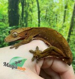 Magazoo Female Dalmatian Crested Gecko (6+ years old) (No tail) / 2nd chance - adoption