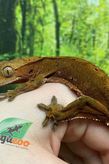 Magazoo Female Dalmatian Crested Gecko (6+ years old) (No tail) / 2nd chance - adoption
