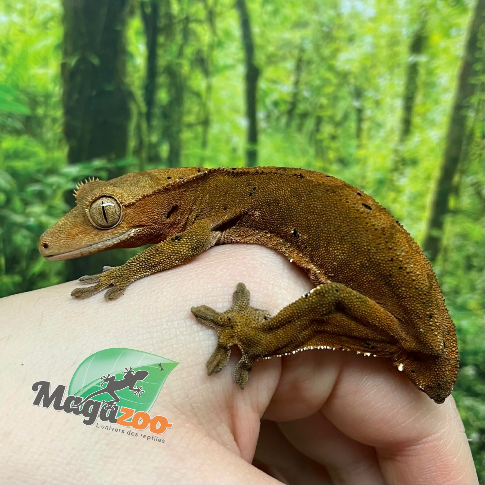 Magazoo Female Dalmatian Crested Gecko (6+ years old) (No tail) / 2nd chance - adoption