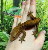 Magazoo Gecko à Crête Dalmatien  Femelle (6 ans+) (Pas de queue) / Adoption 2ième chance