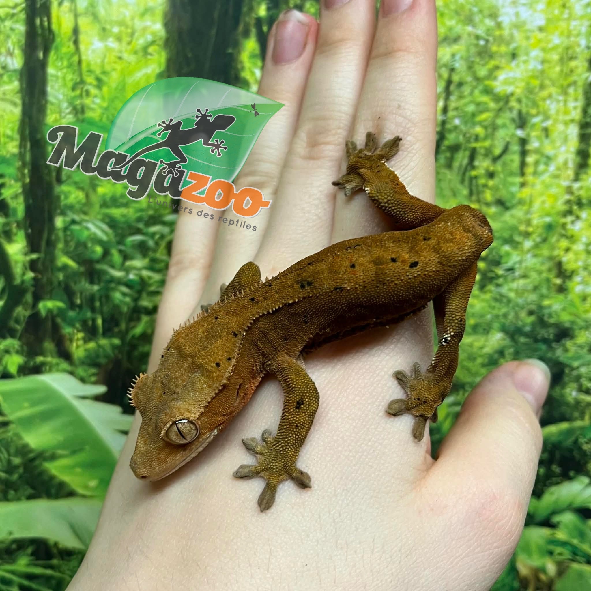 Magazoo Female Dalmatian Crested Gecko (6+ years old) (No tail) / 2nd chance - adoption