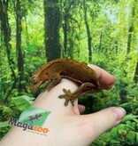 Magazoo Female Dalmatian Crested Gecko (6+ years old) (No tail) / 2nd chance - adoption