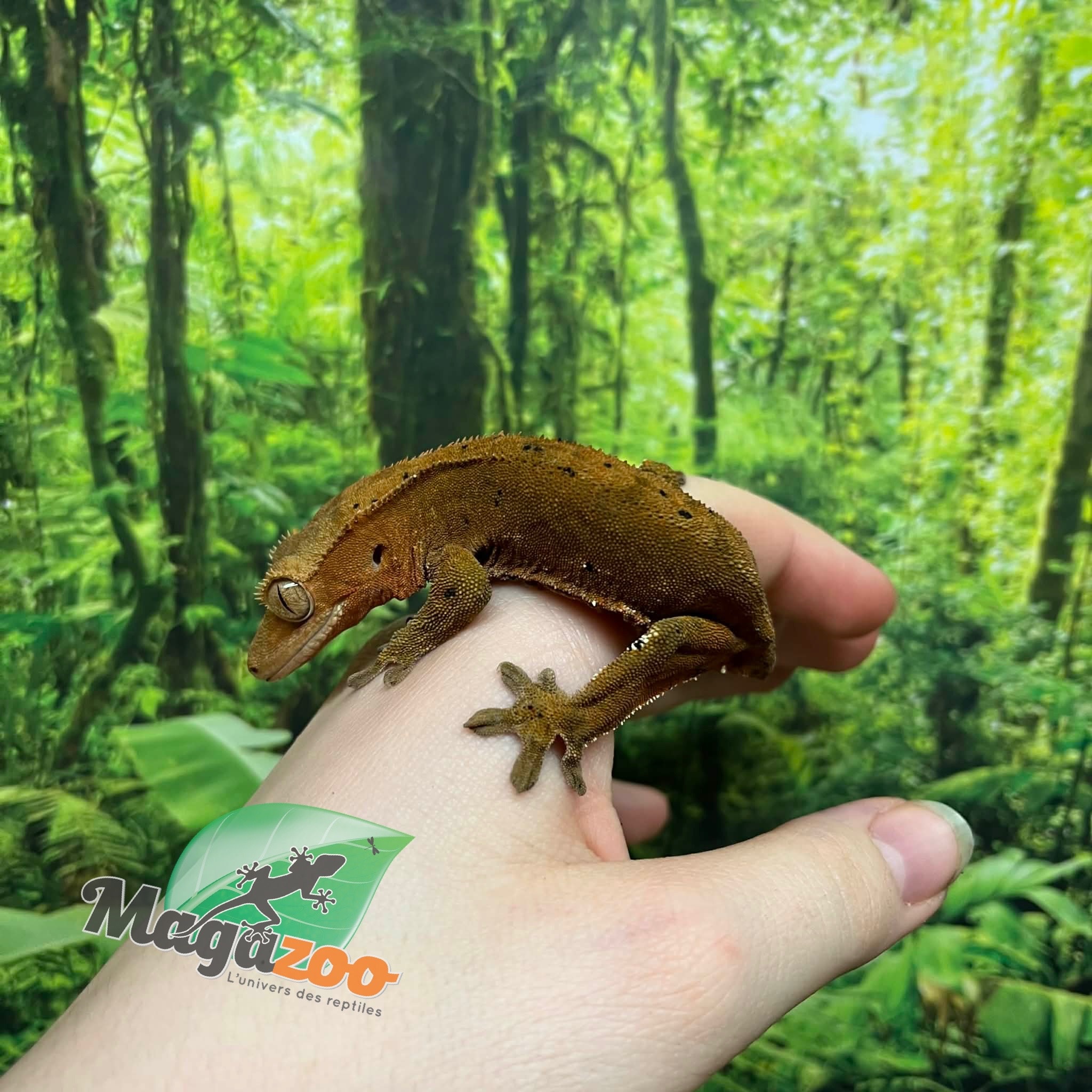 Magazoo Female Dalmatian Crested Gecko (6+ years old) (No tail) / 2nd chance - adoption