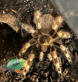 Magazoo Bresilian black and white tarantula 3'' Sold with 2.5 gallon terrarium /Nhandu coloratovillosus