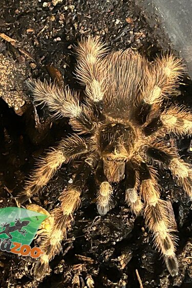 Magazoo Bresilian black and white tarantula 3'' Sold with 2.5 gallon terrarium /Nhandu coloratovillosus