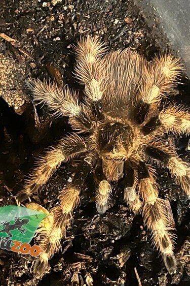 Magazoo Mygale noir et gris du Brésil 3'' Vendu avec terrarium 2.5 gallon /Nhandu coloratovillosus