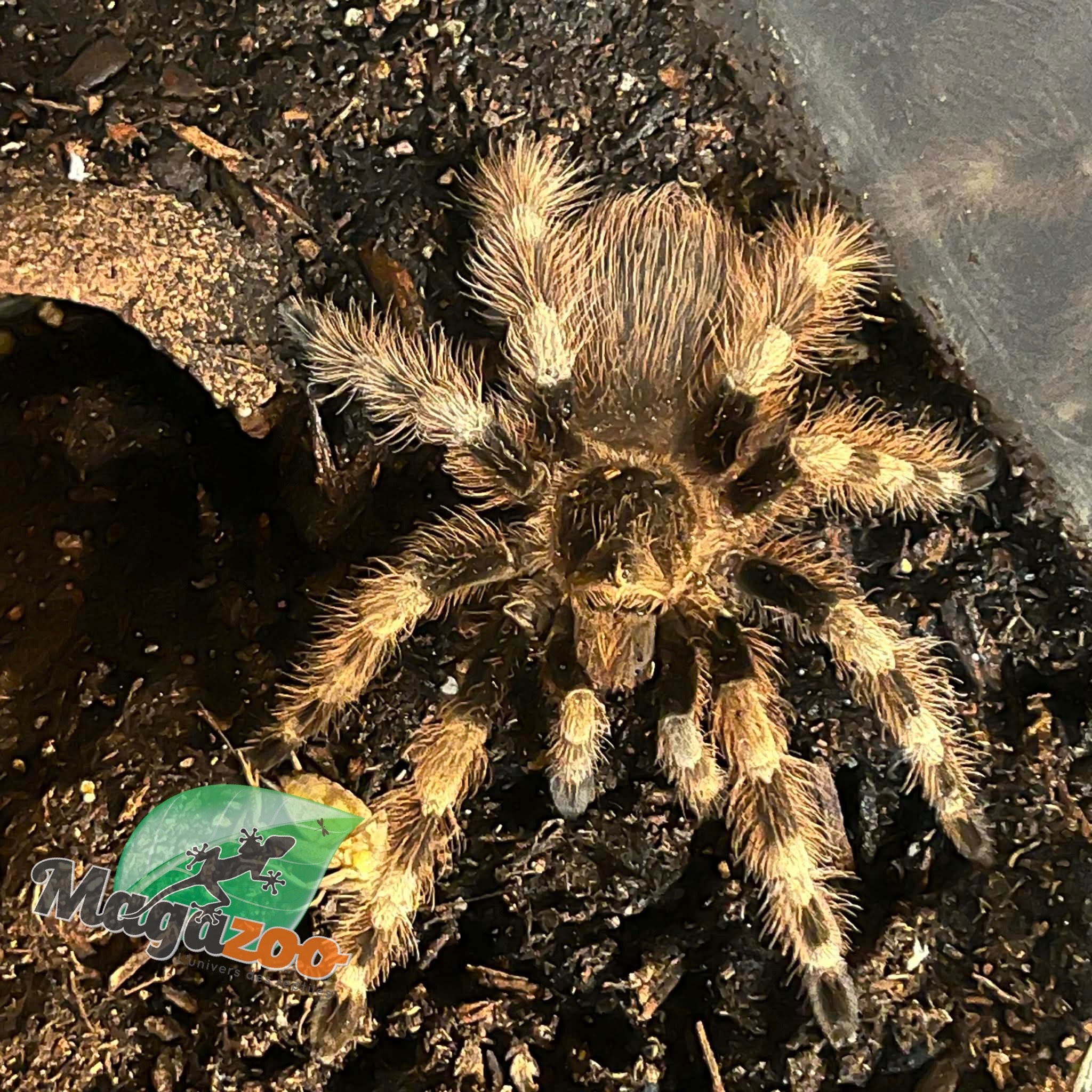 Magazoo Bresilian black and white tarantula 3'' Sold with 2.5 gallon terrarium /Nhandu coloratovillosus