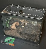Magazoo Mygale noir et gris du Brésil 3'' Vendu avec terrarium 2.5 gallon /Nhandu coloratovillosus