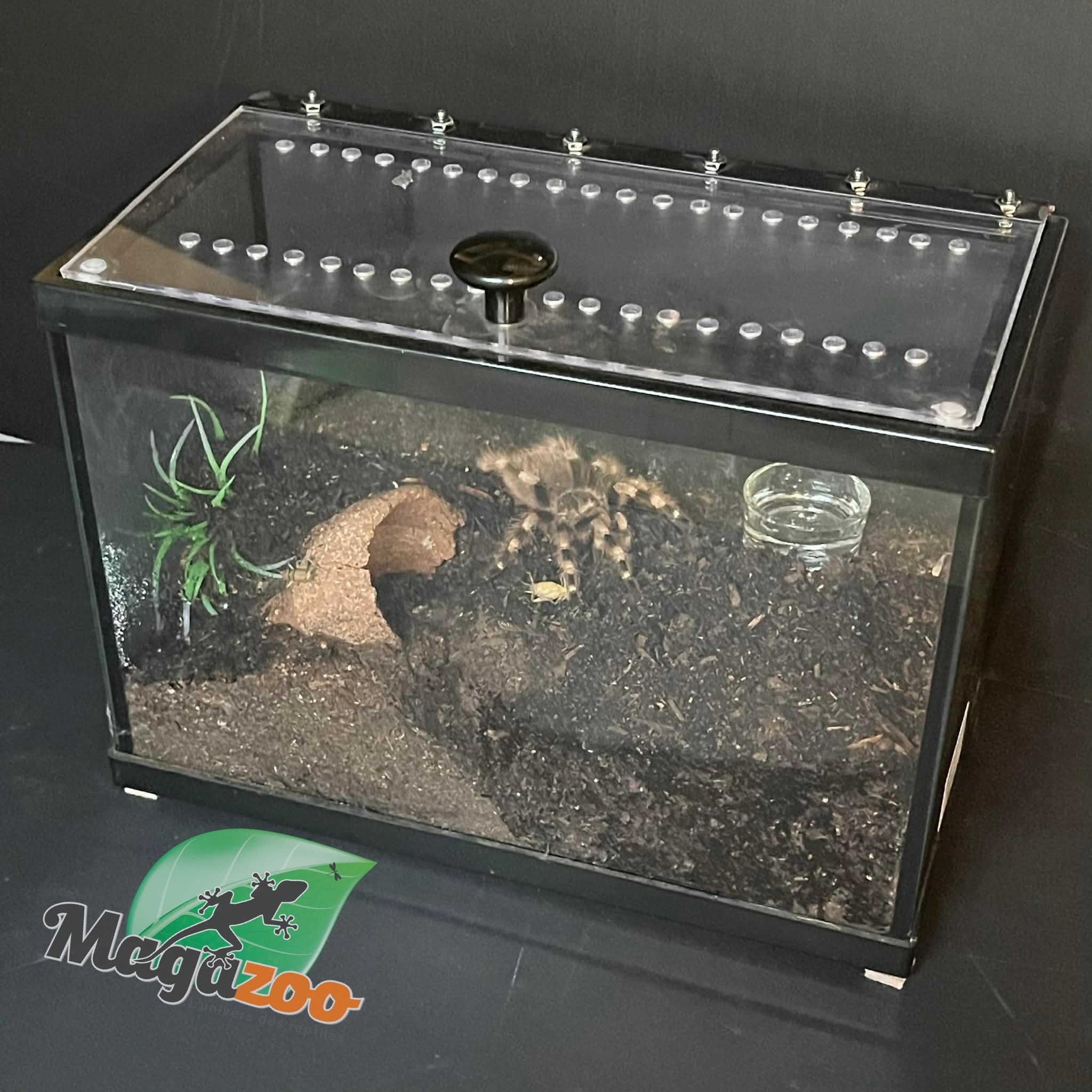 Magazoo Bresilian black and white tarantula 3'' Sold with 2.5 gallon terrarium /Nhandu coloratovillosus