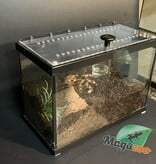 Magazoo Bresilian black and white tarantula 3'' Sold with 2.5 gallon terrarium /Nhandu coloratovillosus