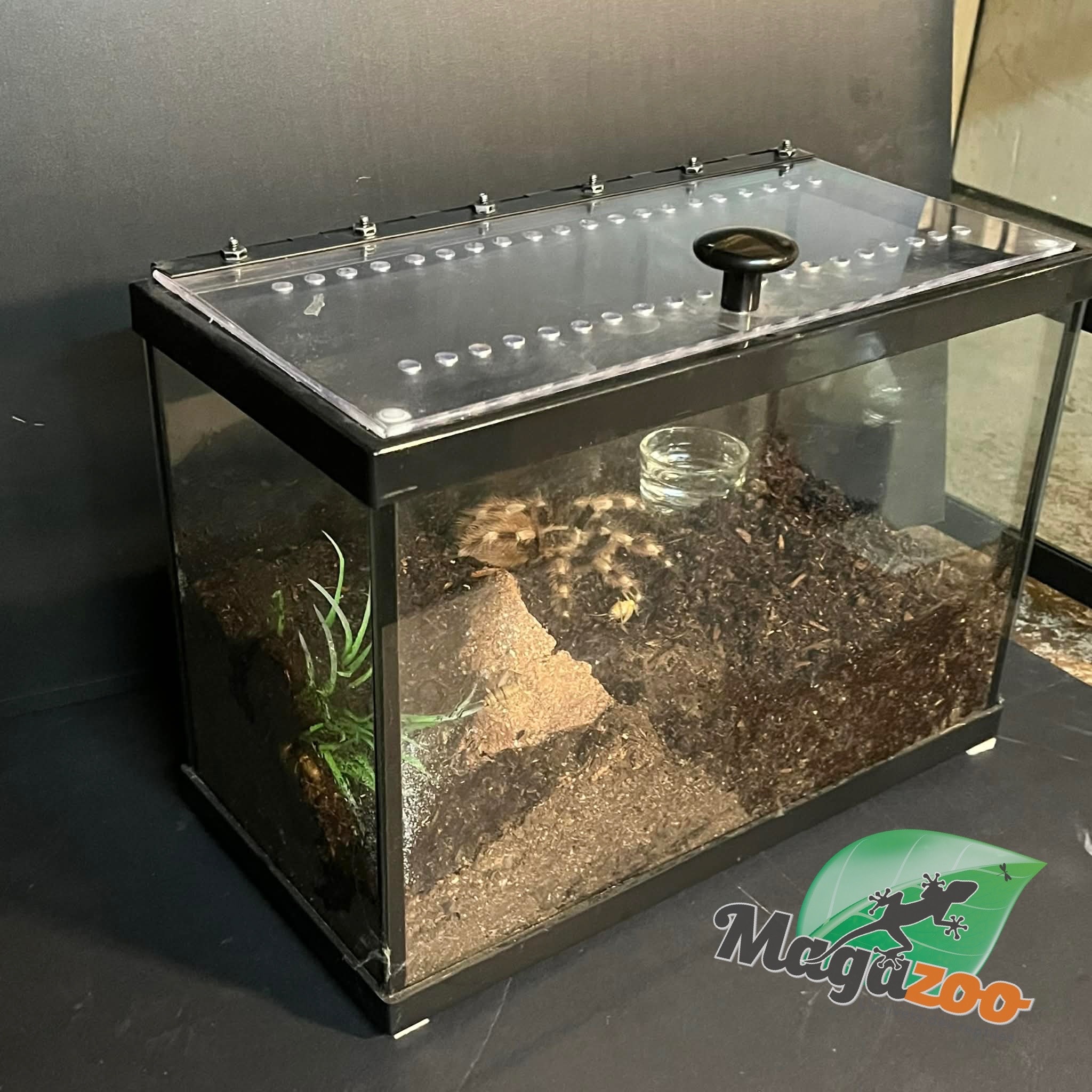 Magazoo Mygale noir et gris du Brésil 3'' Vendu avec terrarium 2.5 gallon /Nhandu coloratovillosus