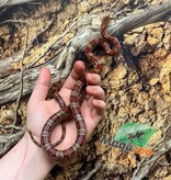 Magazoo Serpent des blés ''Florida Keys'' Femelle 1.5 ans