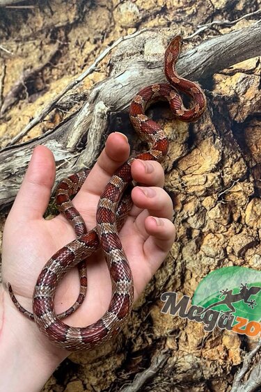 Magazoo Serpent des blés ''Florida Keys'' Femelle 1.5 ans