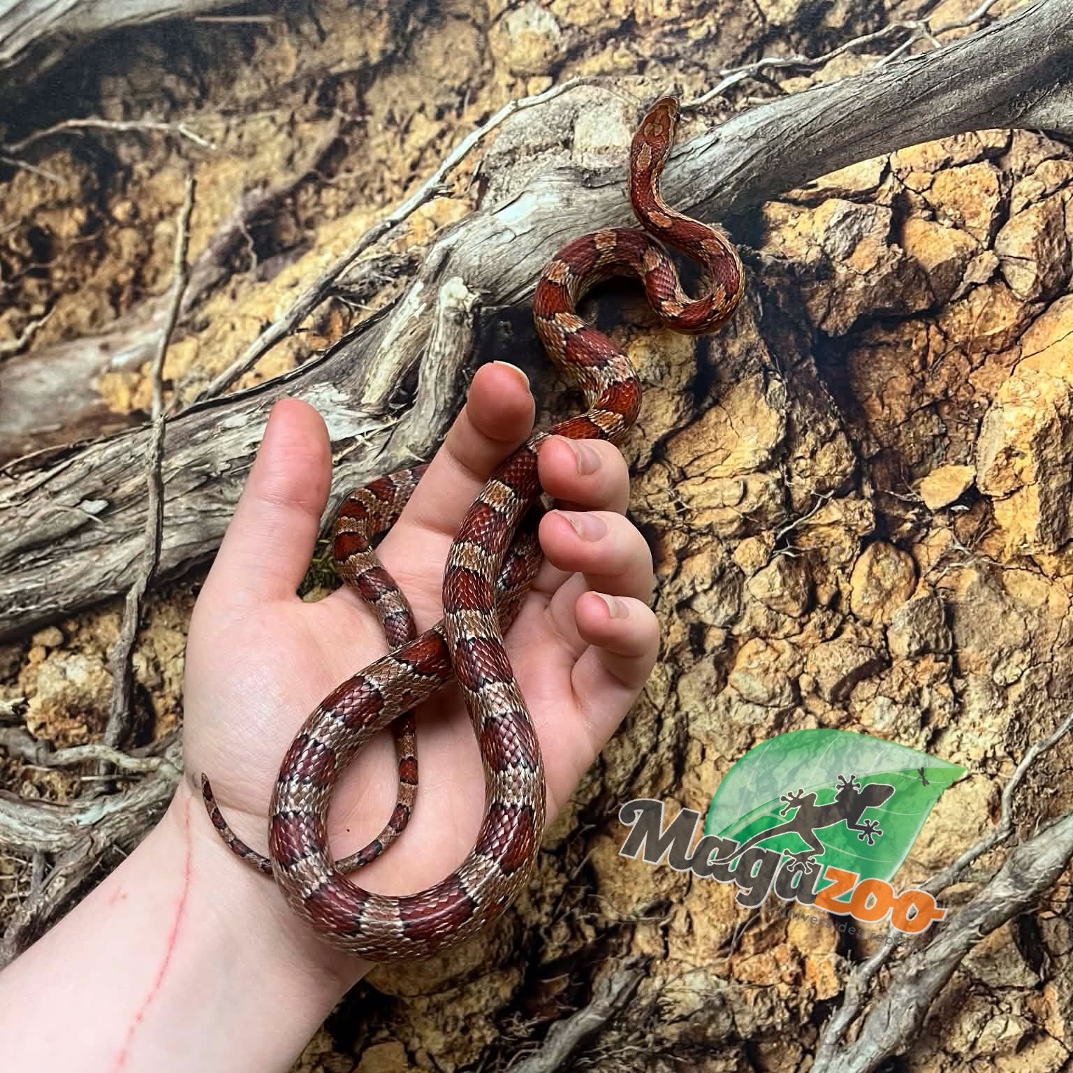 Magazoo ''Florida Keys'' Female Corn snake 1.5 years old